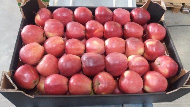 بريما 2000 لتصدير التفاح والكمثرى والخوخ والفواكه والخضروات 13