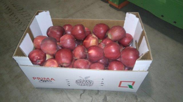 بريما 2000 لتصدير التفاح والكمثرى والخوخ والفواكه والخضروات 15