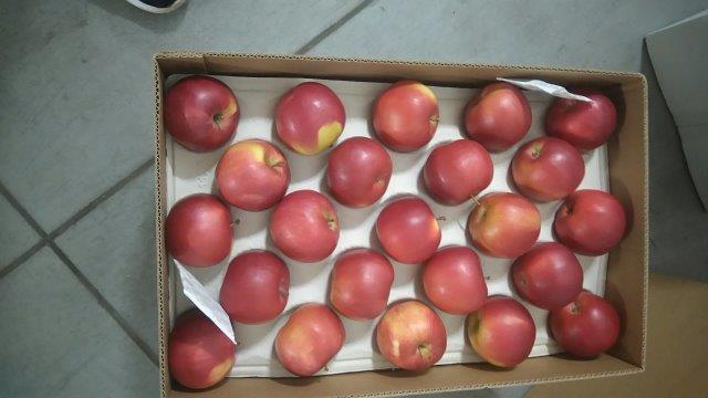 بريما 2000 لتصدير التفاح والكمثرى والخوخ والفواكه والخضروات 11