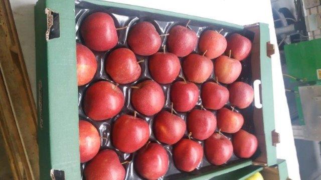 بريما 2000 لتصدير التفاح والكمثرى والخوخ والفواكه والخضروات 03